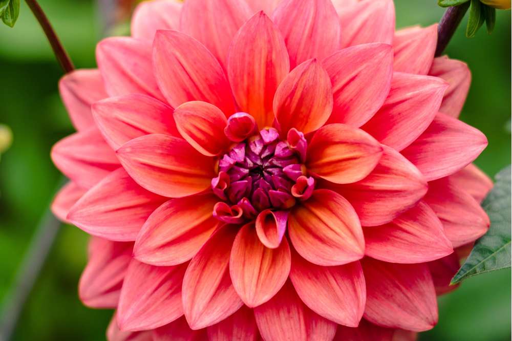 Dahlia 'American Dawn'
